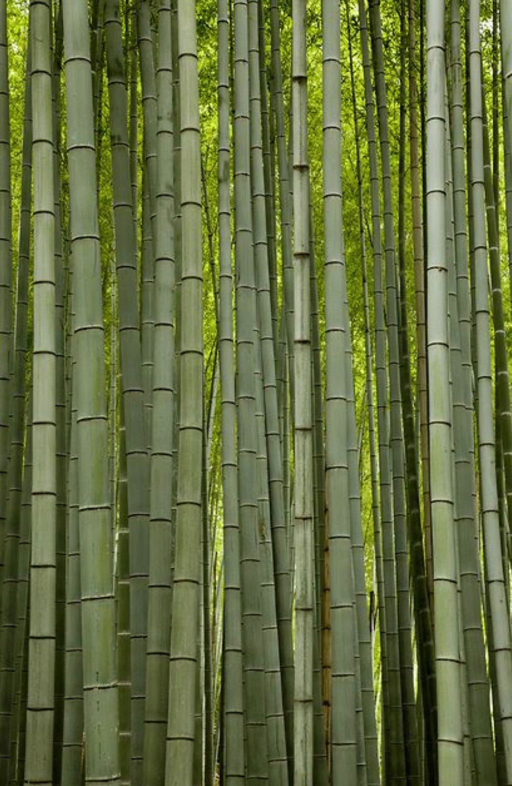 Bamboo Phone Case