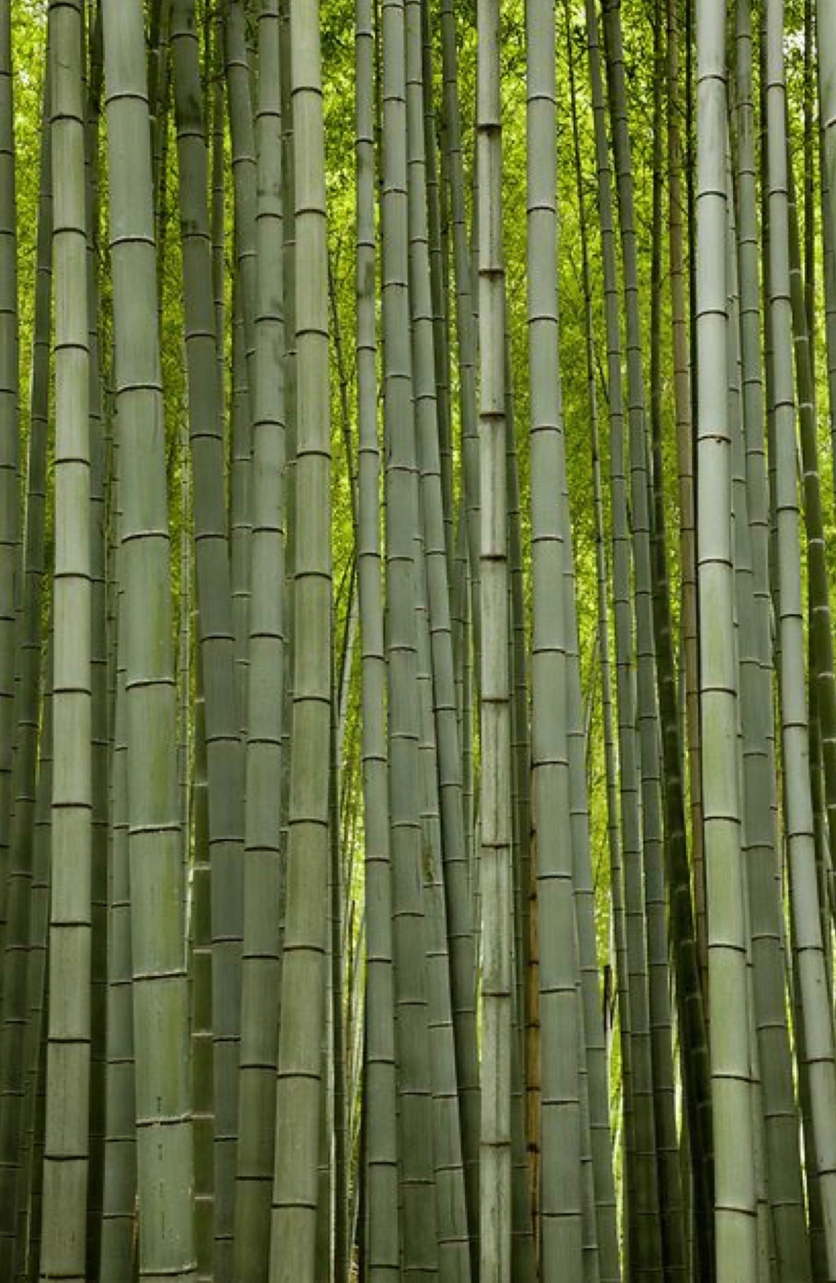 Bamboo Phone Case